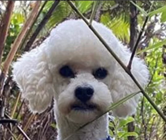 Charlie